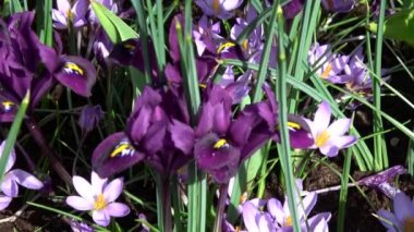 Çiğdem çiçekli bitkiler Iris ailesindeki dır.