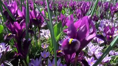 Çiğdem çiçekli bitkiler Iris ailesindeki dır.