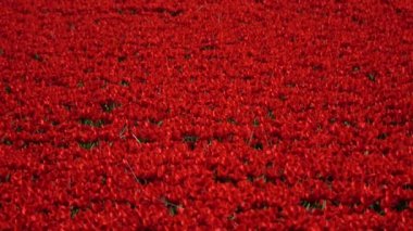 Lale bahar çiçek açan çok yıllık otsu bulbiferous geophytes cinsi bir formu. 