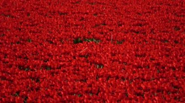 Lale bahar çiçek açan çok yıllık otsu bulbiferous geophytes cinsi bir formu. 