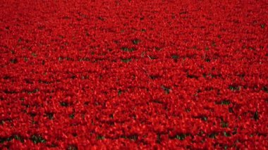 Lale bahar çiçek açan çok yıllık otsu bulbiferous geophytes cinsi bir formu. 