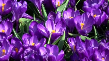 Çiğdem çiçekli bitkiler Iris ailesindeki dır.