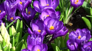 Çiğdem çiçekli bitkiler Iris ailesindeki dır.