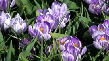 Çiğdem çiçekli bitkiler Iris ailesindeki dır.