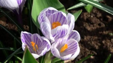 Çiğdem çiçekli bitkiler Iris ailesindeki dır.