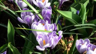 Çiğdem çiçekli bitkiler Iris ailesindeki dır.