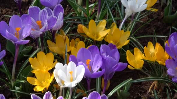 Crocus Género Plantas Con Flores Perteneciente Familia Iris — Vídeos de Stock