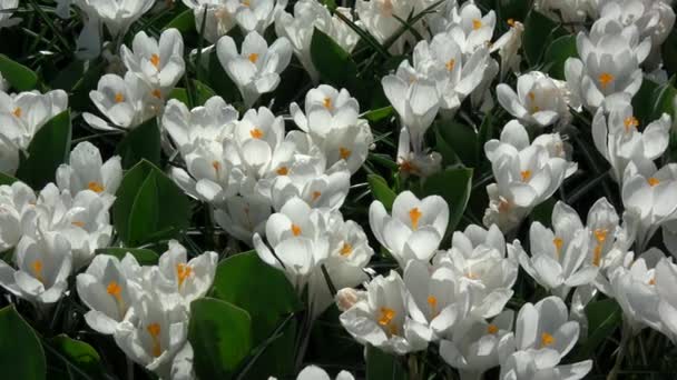 Crocus Genere Piante Fiore Della Famiglia Delle Iris — Video Stock