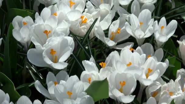 Crocus Género Plantas Con Flores Perteneciente Familia Iris — Vídeo de stock