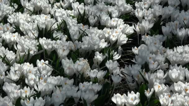 Crocus Genere Piante Fiore Della Famiglia Delle Iris — Video Stock