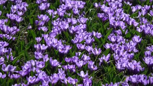Crocus Genus Flowering Plants Iris Family — ストック動画