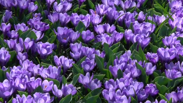 Crocus Genus Flowering Plants Iris Family — Stock video