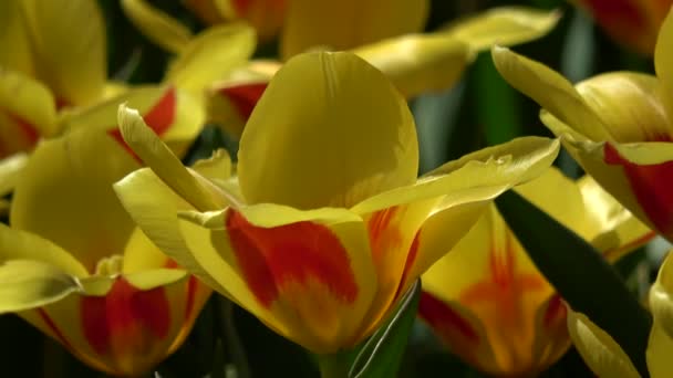 Tulipani Formano Genere Geofiti Bulbiferi Erbacei Perenni Fiore Primaverile — Video Stock