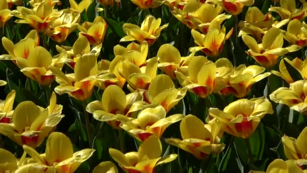 Tulipani Formano Genere Geofiti Bulbiferi Erbacei Perenni Fiore Primaverile — Video Stock