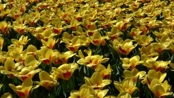 Tulpaner Bildar Ett Växtsläkte Våren Blommande Fleråriga Örtartade Bulbiferous Geofyter — Stockvideo