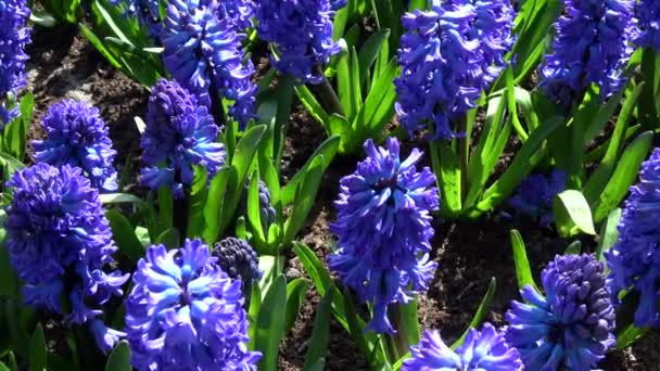 Hyacinthus Small Genus Bulbous Fragrant Flowering Plants Family Asparagaceae — Stock Video