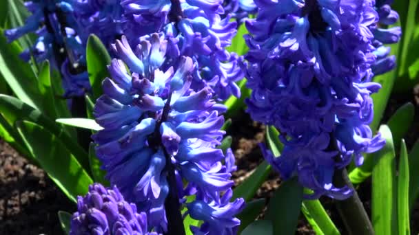 Hyacinthus Small Genus Bulbous Fragrant Flowering Plants Family Asparagaceae — Stock Video