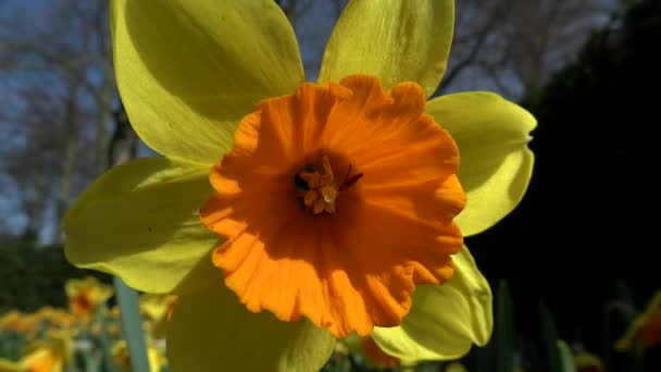 Narcissus Pseudonarcissus También Narciso Silvestre Lirio Cuaresma Una Planta Perenne — Vídeos de Stock