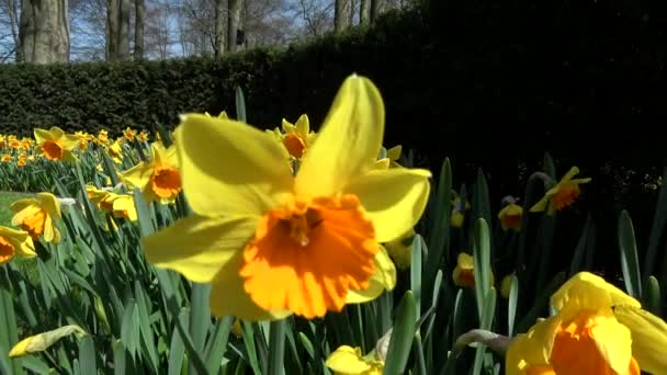 Narcissus Pseudonarcissus Anche Narciso Selvatico Giglio Quaresimale Una Pianta Fiore — Video Stock