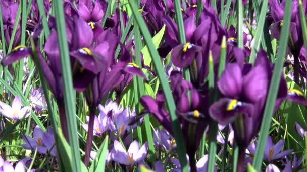 Crocus Genus Flowering Plants Iris Family — Stockvideo