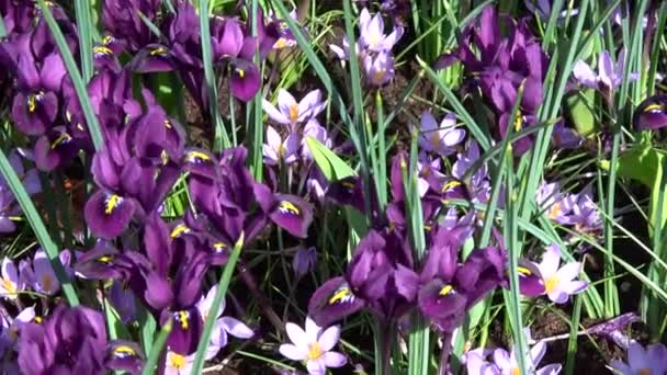 Krokus Ist Eine Pflanzengattung Aus Der Familie Der Schwertlilien — Stockvideo