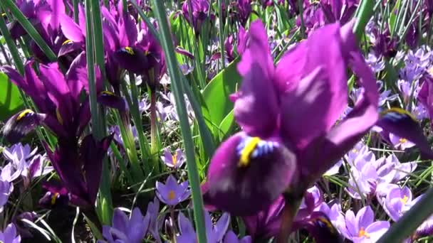 Crocus Genus Flowering Plants Iris Family — Stockvideo