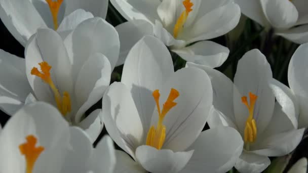 Crocus Genere Piante Fiore Della Famiglia Delle Iris — Video Stock