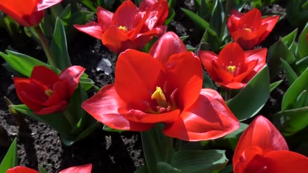 Tulpen Bilden Eine Gattung Frühlingsblühender Mehrjähriger Krautiger Zwiebelgewächse — Stockvideo