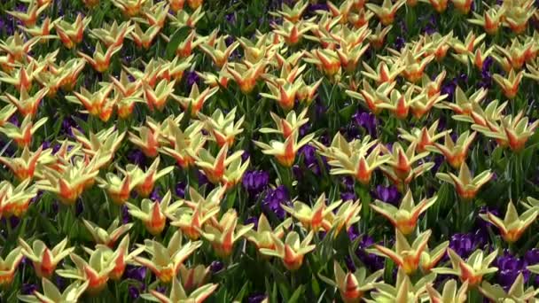 Tulpen Bilden Eine Gattung Frühlingsblühender Mehrjähriger Krautiger Zwiebelgewächse — Stockvideo