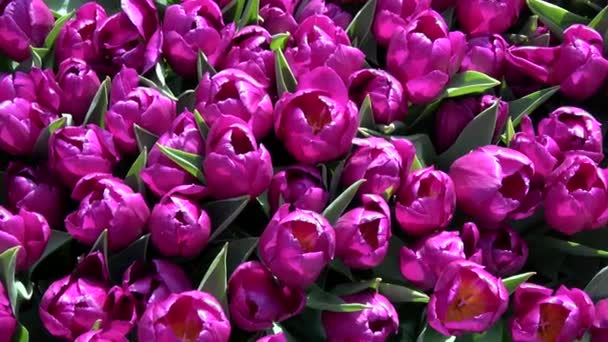 Tulips Form Genus Spring Blooming Perennial Herbaceous Bulbiferous Geophytes — Stock Video