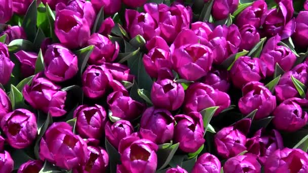 Los Tulipanes Forman Género Geófitos Herbáceos Perennes Florecientes Primavera — Vídeo de stock