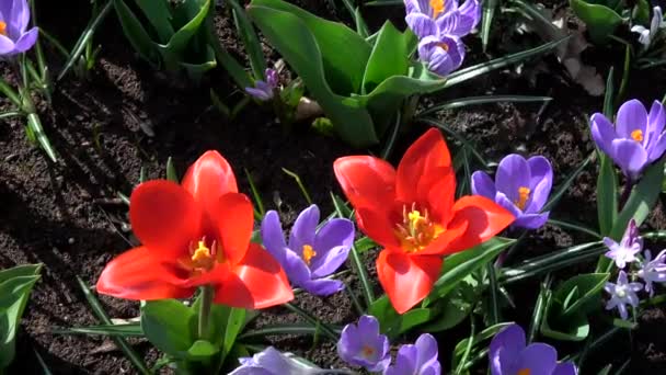 チューリップは 春に咲く多年生草本 Bulbiferous 植物の属を形成します — ストック動画