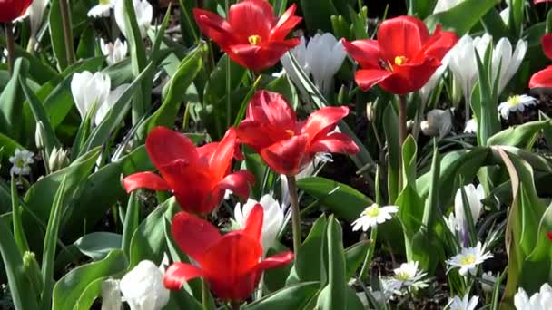 Tulipas Formam Gênero Geófitos Bolhosos Herbáceos Perenes Florescendo Primavera — Vídeo de Stock