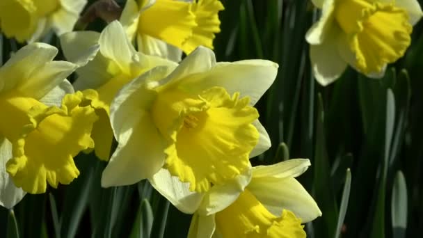 Narcissus Pseudonarcissus Also Wild Daffodil Lent Lily Perennial Flowering Plant — Stock Video