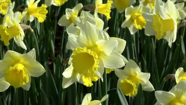 ラッパスイセン また野生の水仙や四旬節ユリは多年生の草花 — ストック動画