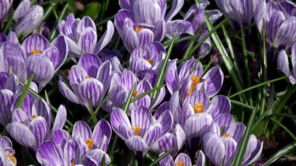 Crocus Género Plantas Con Flores Perteneciente Familia Iris — Vídeo de stock