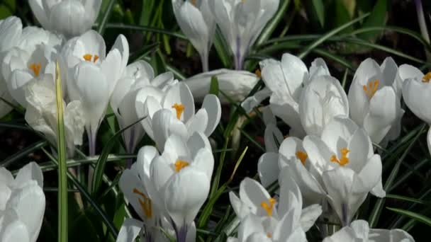 Crocus Género Plantas Con Flores Perteneciente Familia Iris — Vídeos de Stock