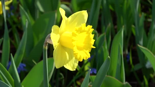 Narcissus Pseudonarcissus Também Narciso Selvagem Lírio Quaresmal Uma Planta Com — Vídeo de Stock