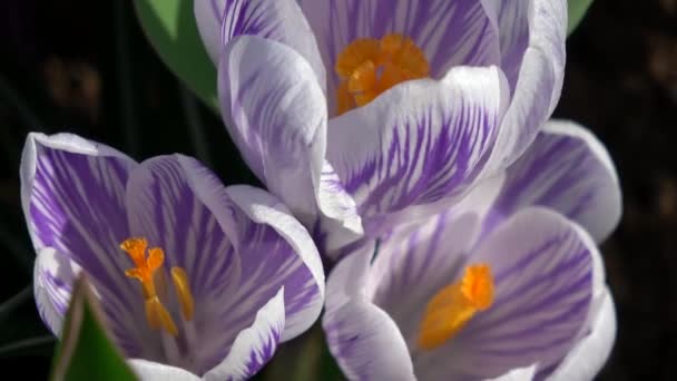 Crocus Género Plantas Con Flores Perteneciente Familia Iris — Vídeos de Stock