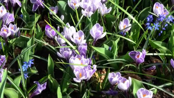 Crocus est un genre de plantes de la famille des Iris. .