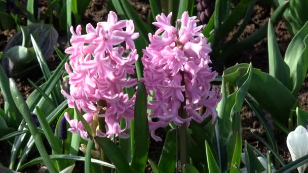 Hyacinthus Género Plantas Con Flores Perteneciente Familia Asparagaceae — Vídeos de Stock