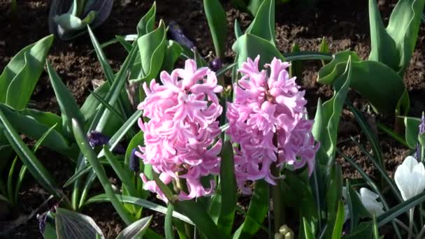 Hyazinthus Ist Eine Kleine Gattung Zwiebelartiger Duftender Blütenpflanzen Aus Der — Stockvideo