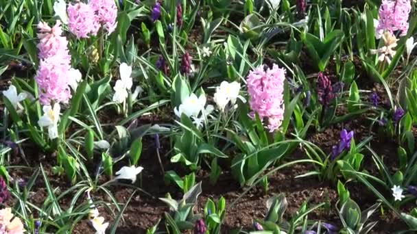 Hyacinthus Невеликий Рід Цибулинних Ароматні Квіткових Рослин Родини Asparagaceae — стокове відео