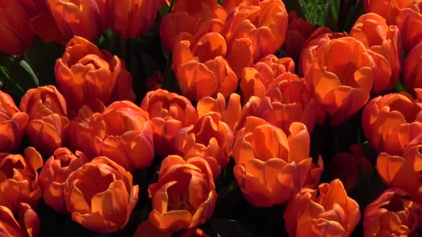 Tulipani Formano Genere Geofiti Bulbiferi Erbacei Perenni Fiore Primaverile — Video Stock