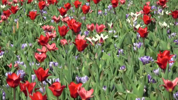 Tulpen Bilden Eine Gattung Frühlingsblühender Mehrjähriger Krautiger Zwiebelgewächse — Stockvideo