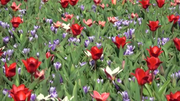 Tulips Form Genus Spring Blooming Perennial Herbaceous Bulbiferous Geophytes — Stock Video