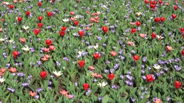 Tulpen Bilden Eine Gattung Frühlingsblühender Mehrjähriger Krautiger Zwiebelgewächse — Stockvideo