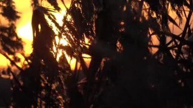 Sunset in Sleswick, Schleswig-Holstein, Germany