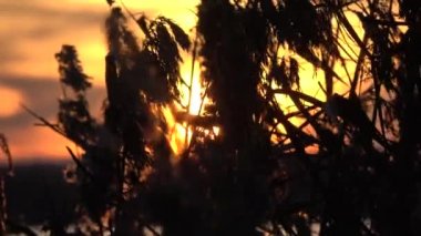 Sunset in Sleswick, Schleswig-Holstein, Germany