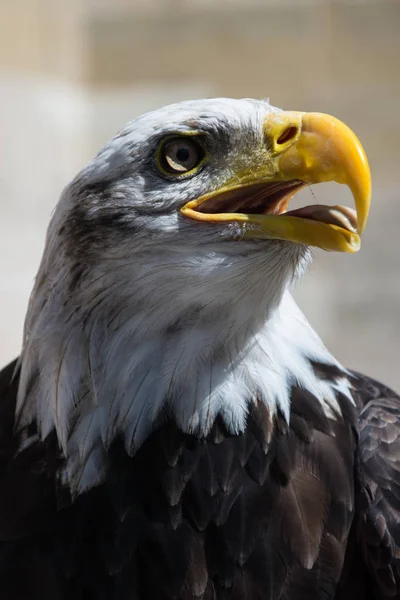 Águila Calva Ave Rapaz Que Encuentra América Del Norte — Foto de Stock